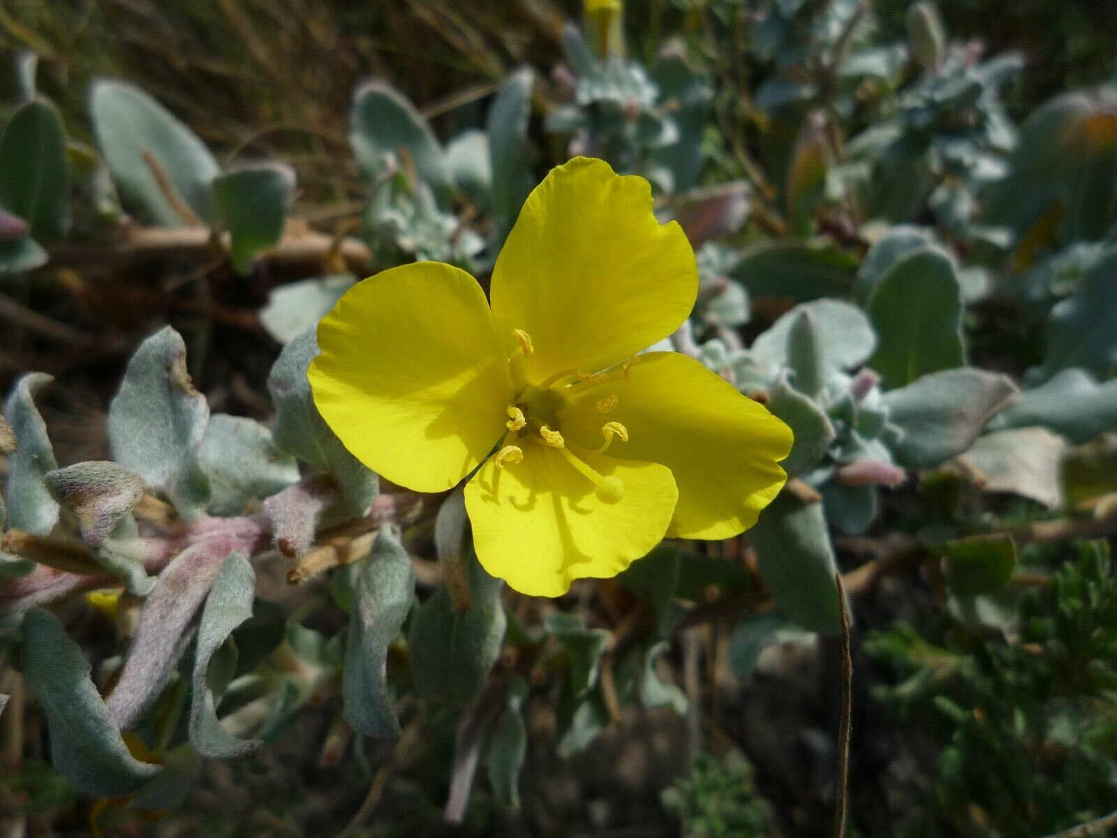 High Resolution Camissoniopsis cheiranthifolia Flower